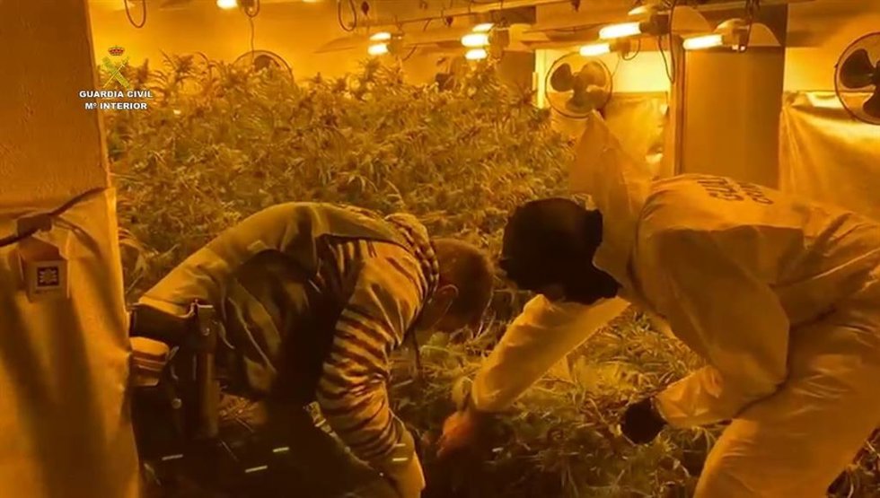 Archivo - Foto de archivo de unos guardias civiles en una intervención en una plantación de marihuana indoor en una vivienda