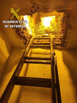 Plantaciones de marihuana en Domingo Pérez.