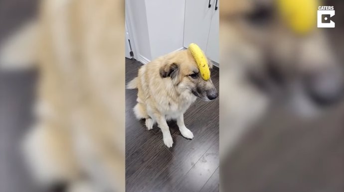 Esta perrita demuestra grandes dotes de equilibrio y paciencia balanceando un plátano sobre su cabeza