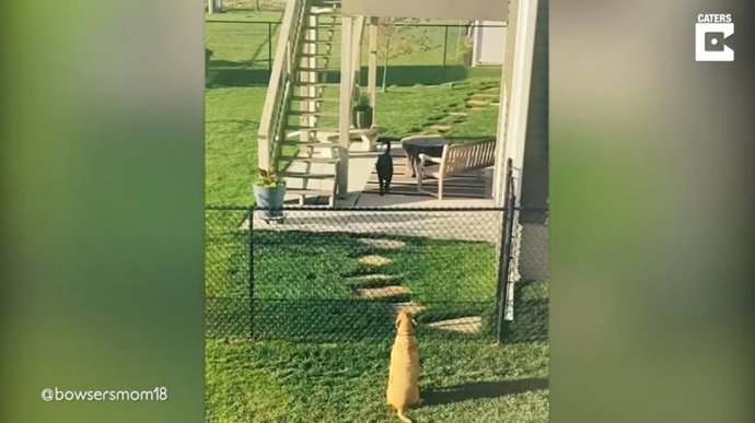 Estos perros son vecinos y mejores amigos de valla