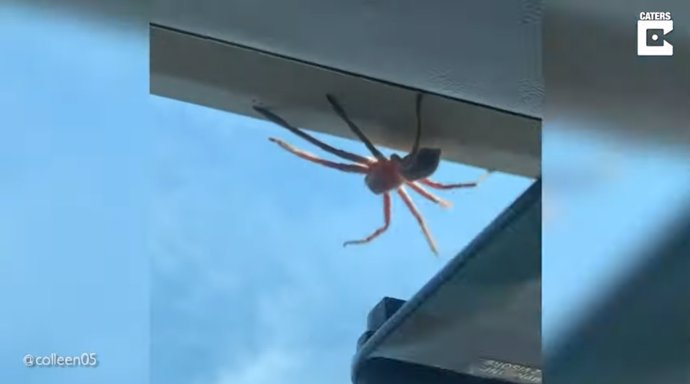 Este piloto aterriza un avión con una gran araña gigante paseándose por el techo de la cabina