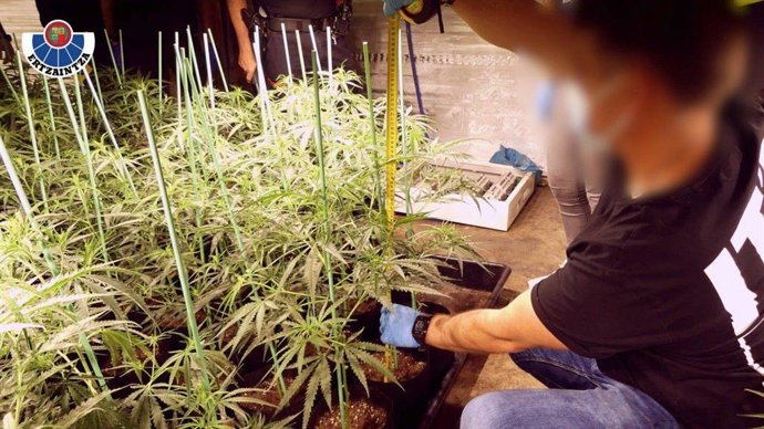 Pllantación de marihuana