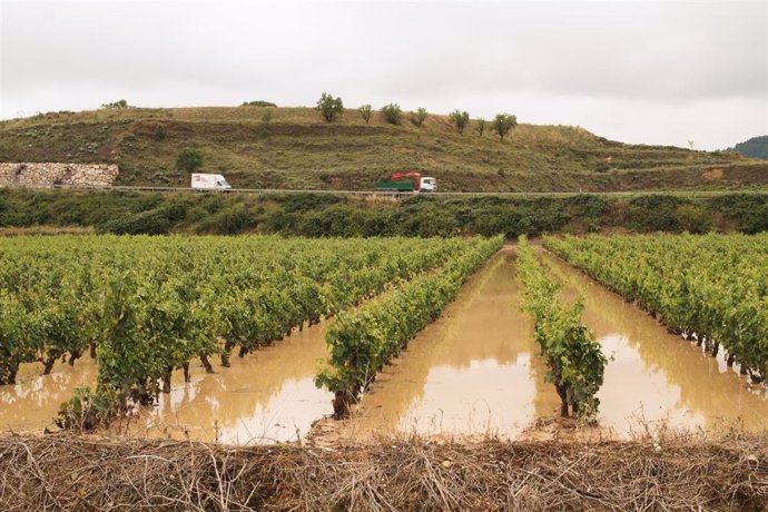 Viñedos inundados tras el paso de la fuerte tormenta, en el municipio de Briones, a 17 de junio de 2021, en La Rioja (España).