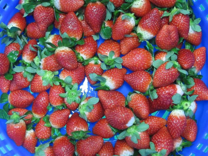 Archivo - Fresas de Huelva.