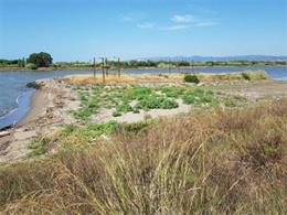 Franja de sediments entre l'illa del Molí i el marge esquerre del riu Llobregat