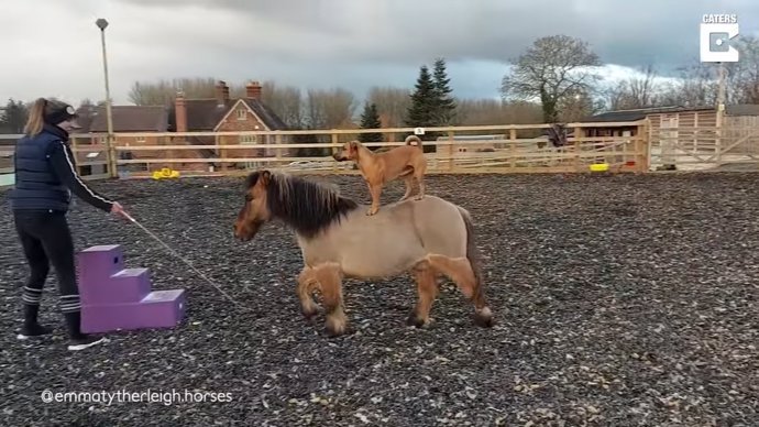 Cowboy, el perro con dotes acróbatas que mantiene una buena amistad con dos caballos que parecen idénticos