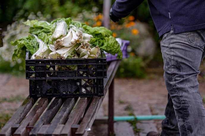 Archivo - Acelgas recolectadas por los voluntarios que trabajan en el Huerto Urbano Comunitario de Vicálvaro en la preparación de una cesta con productos ecológicos para la Despensa Solidaria de Vicálvaro, una iniciativa social puesta en funcionamiento 