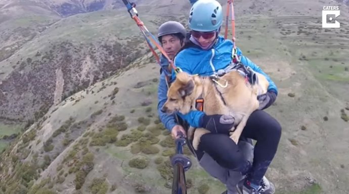 Este perro surca los cielos a más de 8.000 pies de altura acompañado de sus dueños