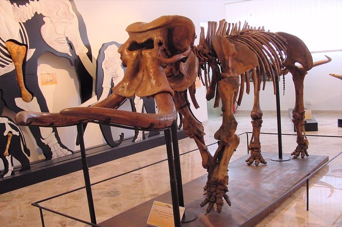 Reconstrucción de un esqueleto de elefante enano casi completo encontrado en la misma cueva, la cueva de Puntali