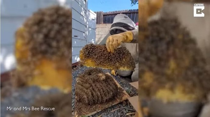 Una pareja de apicultores se enfrenta a una impresionante colmena de abejas situada debajo de un cobertizo