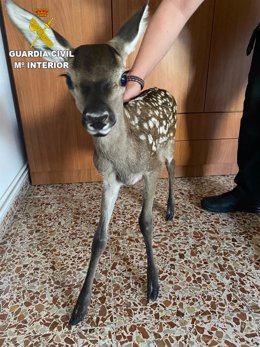 Cría de cierva rescatada por la Guardia Civil en Fuentelespino de Moya