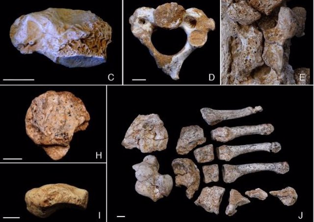 Archivo - Un análisis de los restos fósiles de los 13 neandertales recuperados en la cueva de El Sidrón, todo ellos miembros de una misma familia.