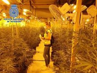 Desmanteladas cinco plantaciones de marihuana indoor en dos naves industriales de Úbeda (Jaén)