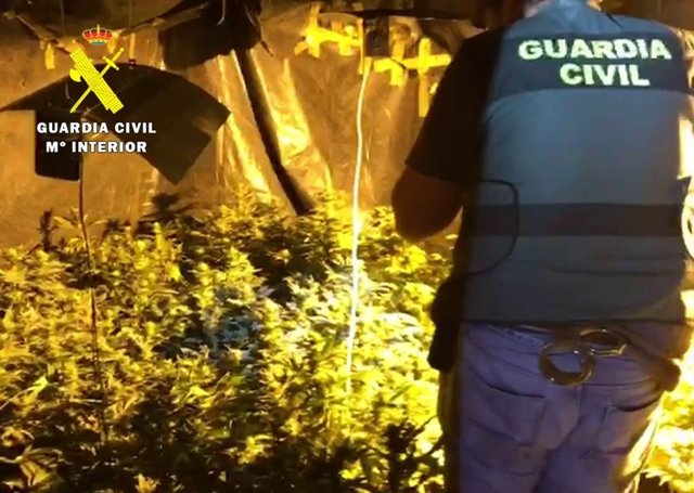 Plantación de marihuana desmantelada por la Guardia Civil en Las Merindades (Burgos).