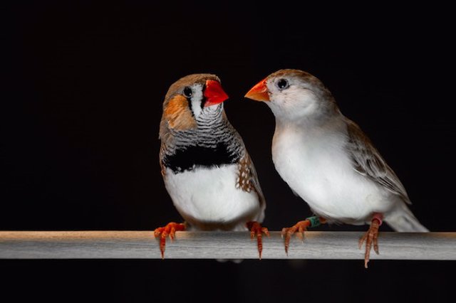 Archivo - Los pinzones cebra machos adultos (izquierda) aprenden sus canciones y las usan durante las interacciones de cortejo con las hembras (derecha).