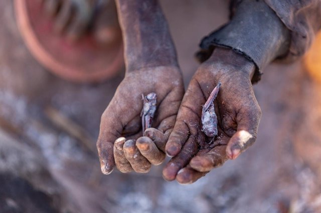 Las personas del sur de Madagascar comen langostas para sobrevivir