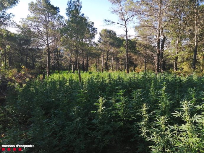 Imagen de la plantación de más de 12.000 plantas de marihuana en Querol (Tarragona)