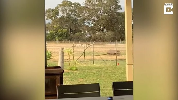 Este perro salchicha se basta y se sobra para controlar un gran número de ovejas