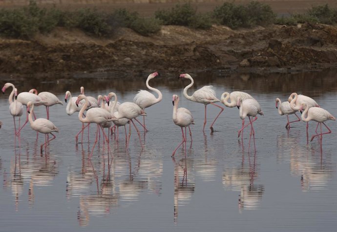Archivo - Flamencos el paraje natural de las Marismas del Odiel. En Huelva (Andalucía, España), a 21 de abril de 2021.