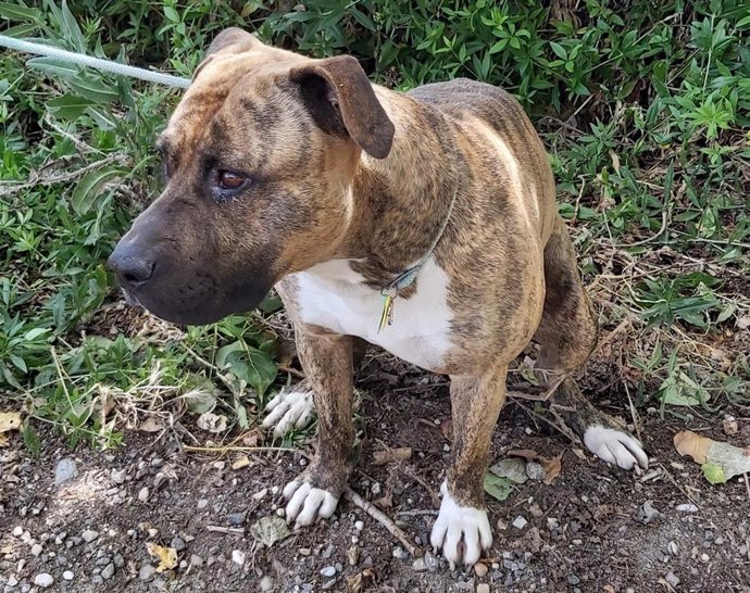 Detenido un hombre pillado intentando ahogar a su perro en plena calle de Coslada