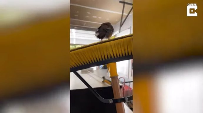 El rescate de este pájaro atrapado en una escoba termina en fracaso absoluto