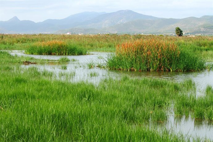 Archivo - Prat de Cabanes-Torreblanca, espacio natural en Castellón