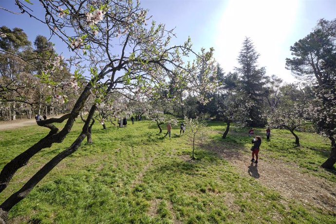 Archivo - Almendros en flor en el parque de la Quinta de los Molinos, en Madrid (España), a 28 de febrero de 2021. El pasado 20 de febrero el Ayuntamiento de Madrid reabrió parcialmente este parque después de verse afectado a consecuencia del temporal 