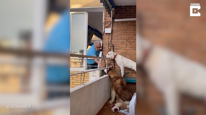 Cada mañana, este hombre de 84 años da de comer a los perros de su vecina en un conmovedor gesto que se ha hecho viral