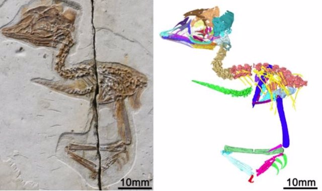Reconstrucción digital del nuevo esqueleto fósil de pájaro mesozoico