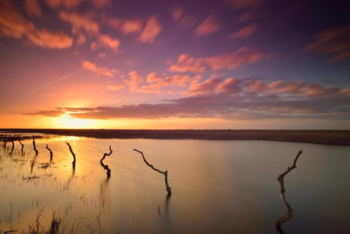 Archivo - Humedal del Parque Nacional de Doñana (Huelva).