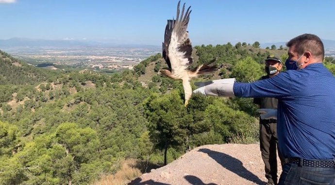 Liberado un ejemplar de águila calzada tras ser tratado en el Centro de Recuperación de la Comunidad Autónoma