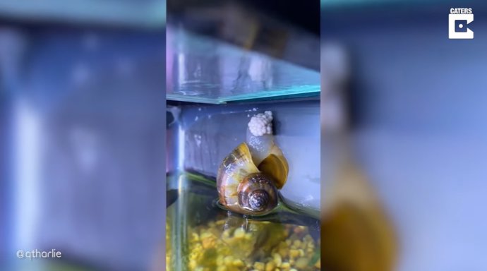 ¿Alguna Vez Has Visto A Un Caracol De Agua Dulce Poniendo Una Nidada De Huevos?