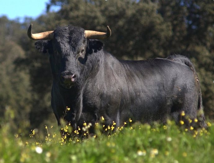 Los criadores de ganado de lidia podrán solicitar las ayudas por la Covid-19 hasta el 15 de julio