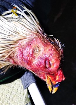 Imagen de uno de los gallos intervenidos en la operación