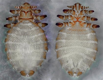 Los diminutos microbios que habitan en el interior de los animales influyen en la evolución de una especie Los diminutos microbios que habitan en el interior de los animales influyen en la evolución de una especie