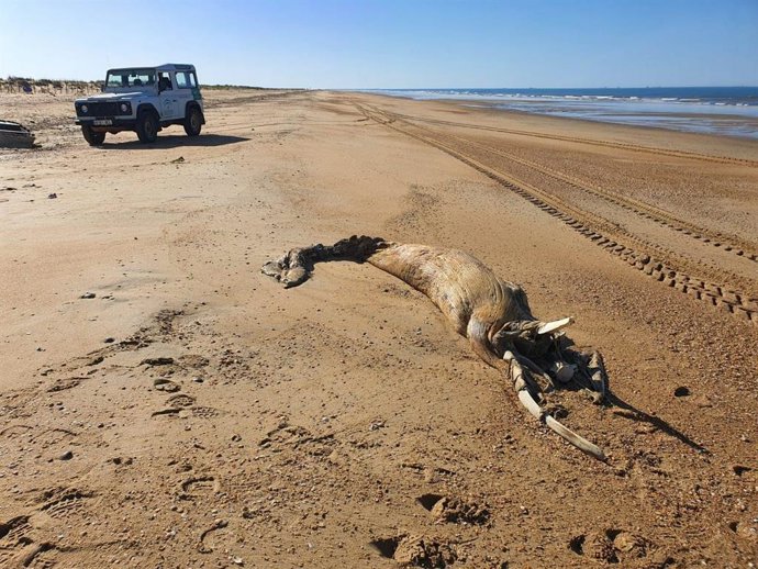 Cadáver de la ballena varada en El Espigon (Huelva).