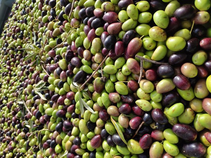Archivo - Aceituna, oliva, cosecha, aceite.