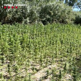 Imagen de la plantación con 1.713 plantas de marihuana en Ventalló (Girona)