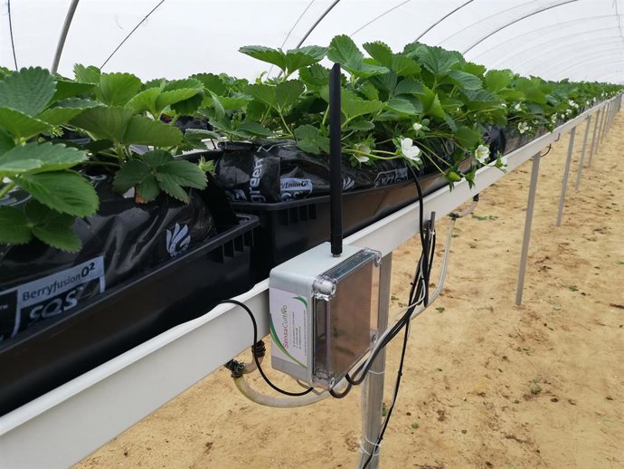 Archivo - Innovaciones andaluzas para alcanzar un riego más eficiente en el campo y en las zonas verdes.