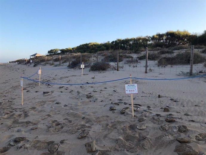 Balizamiento en una playa de Cádiz para señalar la presencia de charlotinejo patinegro.