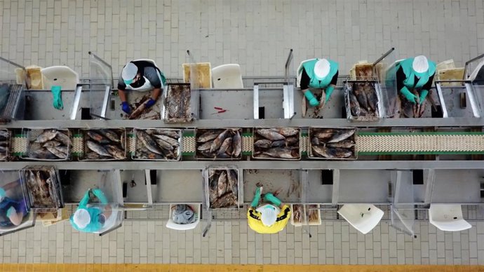 Trabajadoras en una fábrica conservera