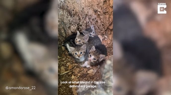 Esta mujer busca hogar para una camada de gatitos que se encontró escondida en un árbol