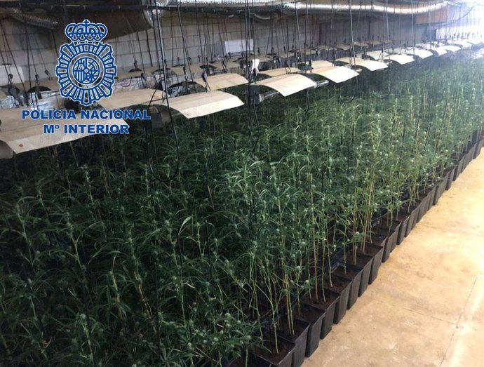 Marihuana intervenida en Mérida