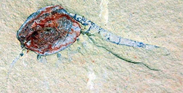 Chuandianella ovata, un crustáceo extinto parecido al camarón.