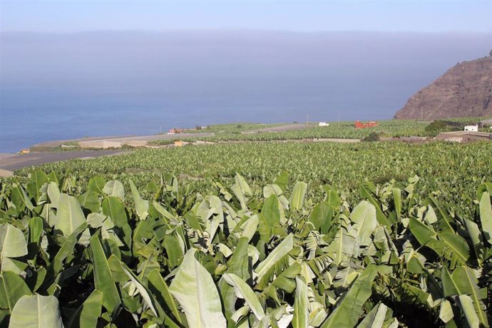 Finca de plataneras en Canarias