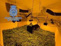 Detenida una pareja en Almería con 156 plantas de marihuana en varias habitaciones de una casa okupada