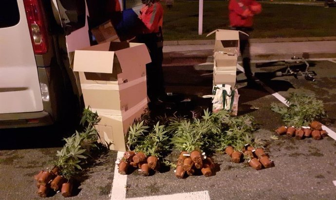 Interceptado un hombre de 40 años con 48 plantas de marihuana en Zuasti.