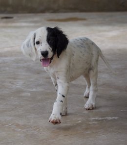 Leo, perro abandonado.