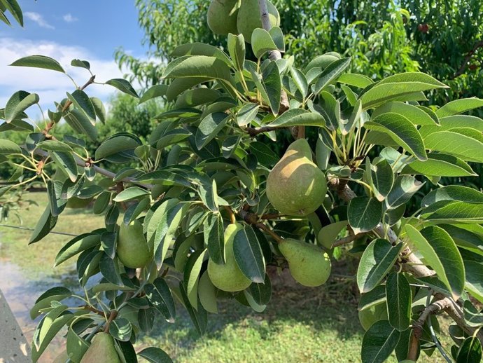 Finca de perales en Lleida.