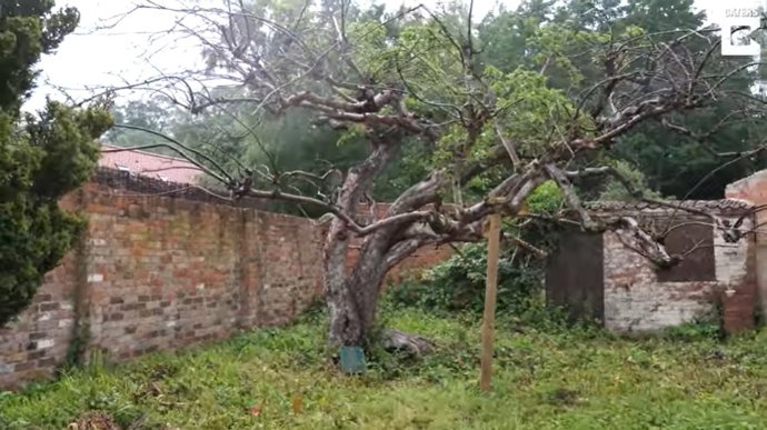 Este es el manzano Bramley más antiguo del mundo y sigue prosperando gracias a los cuidados de estudiantes universitario